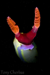 Nudibranch Night-Light by Tony Cherbas 